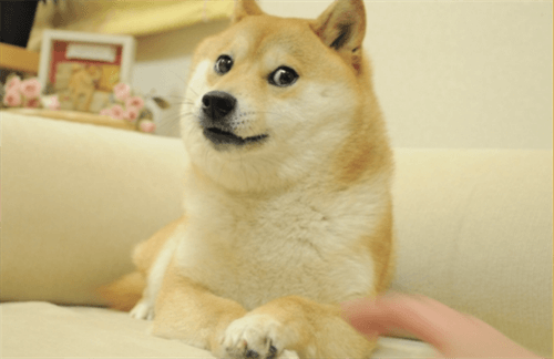 dog币最新官方真实消息 那些年我们一起追的dog币